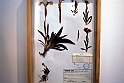 Museo Di Scienze Naturali - Le iris tra botanica e storia 04